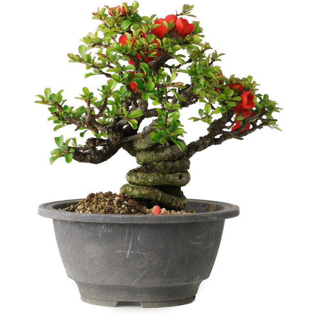 Chaenomeles speciosa, 17 cm, ± 25 jaar oud