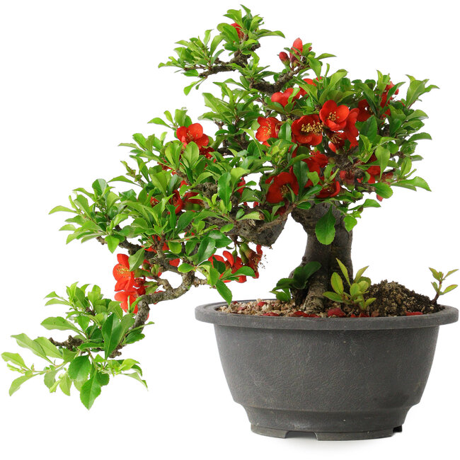 Chaenomeles speciosa, 25 cm, ± 25 años
