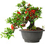 Chaenomeles speciosa, 25 cm, ± 25 years old