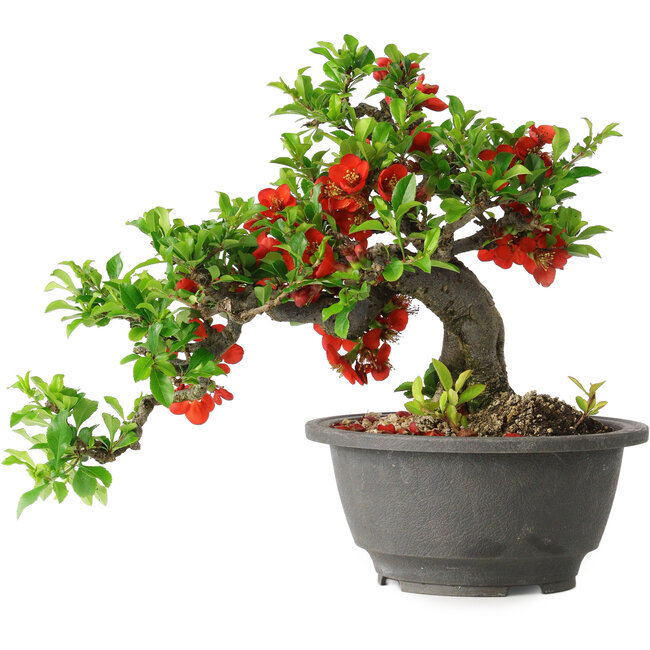 Chaenomeles speciosa, 25 cm, ± 25 años