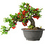 Chaenomeles speciosa, 25 cm, ± 25 years old