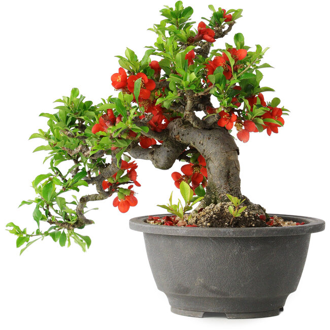 Chaenomeles speciosa, 25 cm, ± 25 años