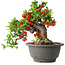 Chaenomeles speciosa, 25 cm, ± 25 years old