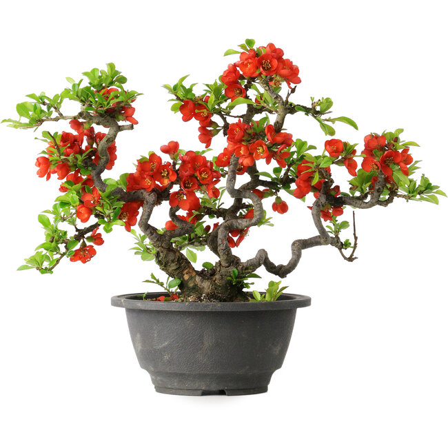 Chaenomeles speciosa, 21,5 cm, ± 25 years old