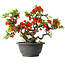 Chaenomeles speciosa, 21,5 cm, ± 25 years old