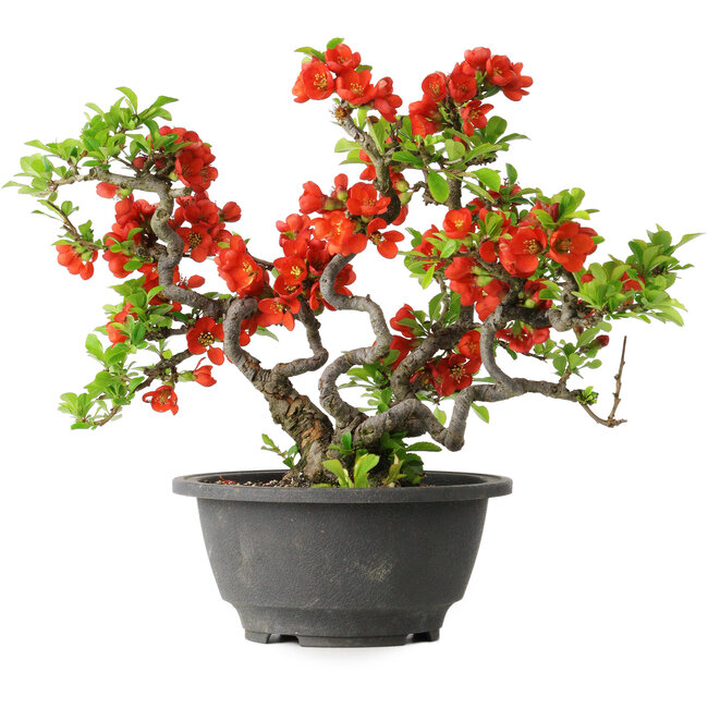 Chaenomeles speciosa, 21,5 cm, ± 25 jaar oud