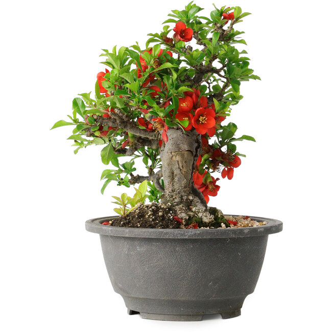 Chaenomeles speciosa, 25 cm, ± 25 ans