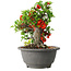 Chaenomeles speciosa, 25 cm, ± 25 years old