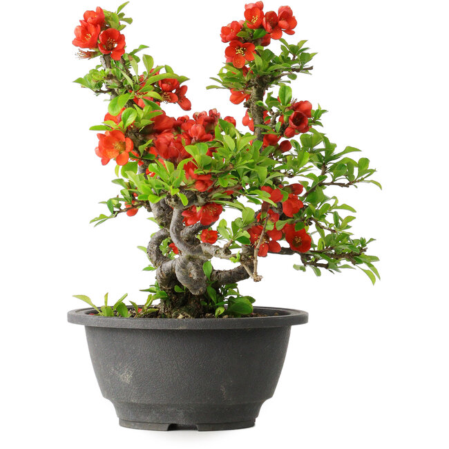 Chaenomeles speciosa, 21,5 cm, ± 25 años