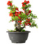 Chaenomeles speciosa, 21,5 cm, ± 25 years old