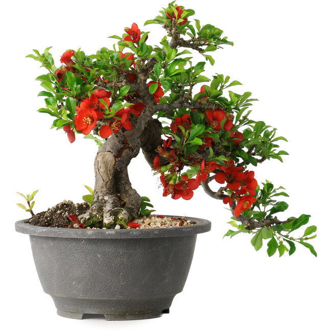 Chaenomeles speciosa, 25 cm, ± 25 ans