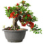 Chaenomeles speciosa, 25 cm, ± 25 years old