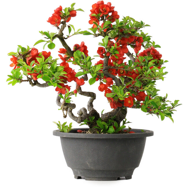 Chaenomeles speciosa, 21,5 cm, ± 25 ans