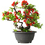 Chaenomeles speciosa, 21,5 cm, ± 25 years old