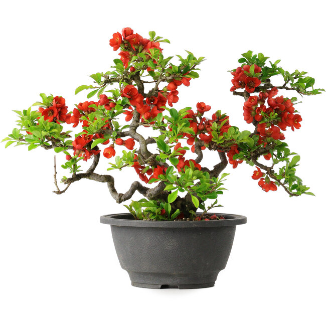Chaenomeles speciosa, 21,5 cm, ± 25 años