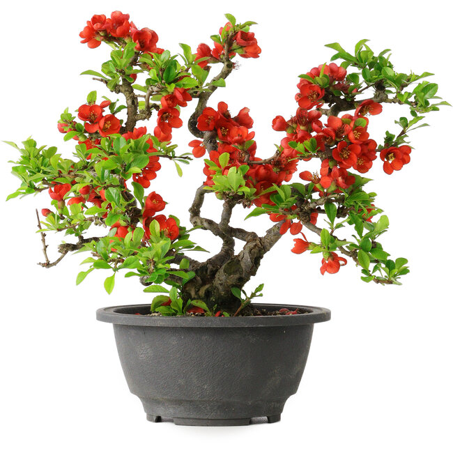Chaenomeles speciosa, 21,5 cm, ± 25 años