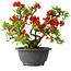 Chaenomeles speciosa, 21,5 cm, ± 25 years old