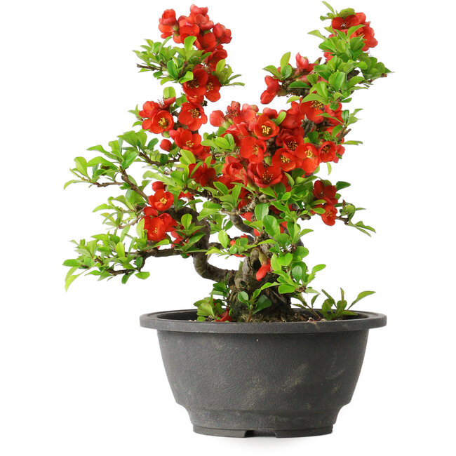 Chaenomeles speciosa, 21,5 cm, ± 25 ans
