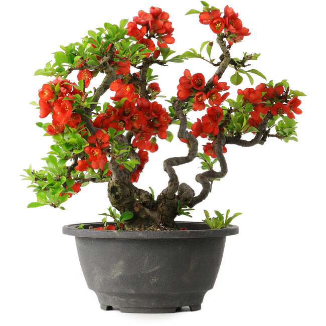 Chaenomeles speciosa, 21,5 cm, ± 25 years old