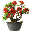 Chaenomeles speciosa, 21,5 cm, ± 25 years old