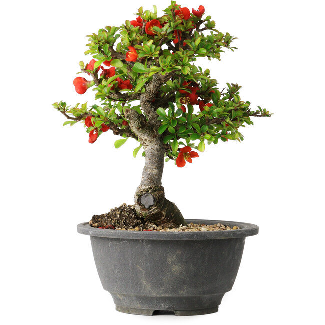 Chaenomeles speciosa, 20,5 cm, ± 25 years old