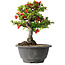 Chaenomeles speciosa, 20,5 cm, ± 25 years old