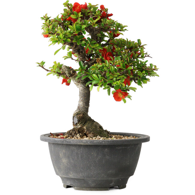 Chaenomeles speciosa, 20,5 cm, ± 25 ans