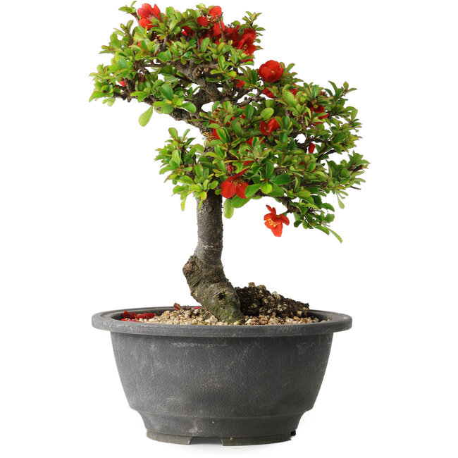 Chaenomeles speciosa, 20,5 cm, ± 25 jaar oud