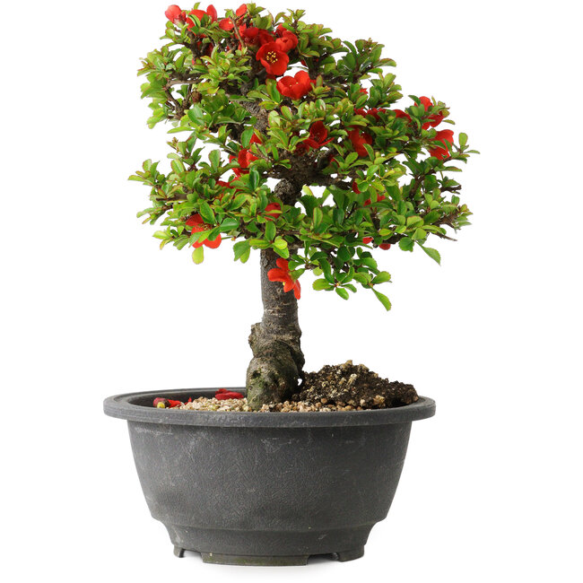 Chaenomeles speciosa, 20,5 cm, ± 25 ans