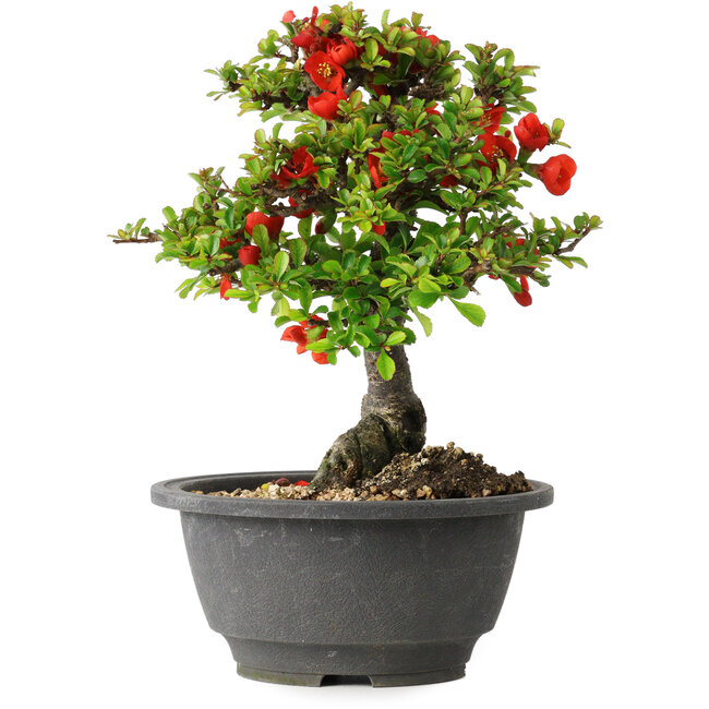 Chaenomeles speciosa, 20,5 cm, ± 25 años