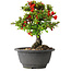 Chaenomeles speciosa, 20,5 cm, ± 25 years old