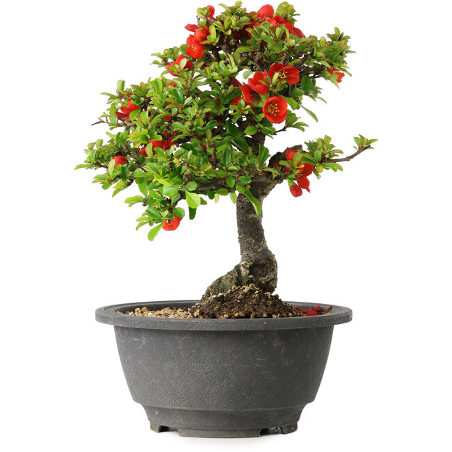 Chaenomeles speciosa, 20,5 cm, ± 25 años