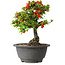 Chaenomeles speciosa, 20,5 cm, ± 25 years old