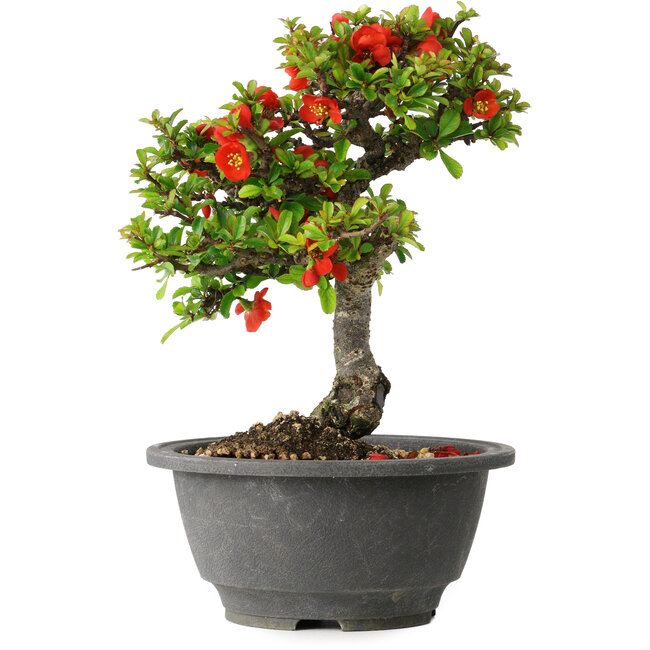 Chaenomeles speciosa, 20,5 cm, ± 25 Jahre alt