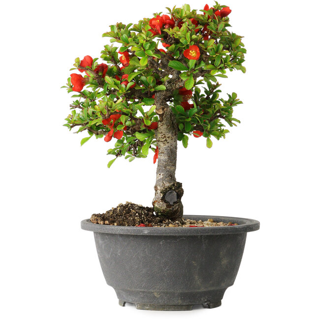 Chaenomeles speciosa, 20,5 cm, ± 25 Jahre alt