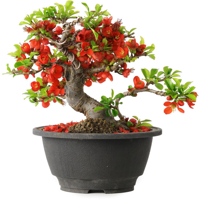 Chaenomeles speciosa, 16 cm, ± 25 years old