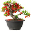 Chaenomeles speciosa, 16 cm, ± 25 años