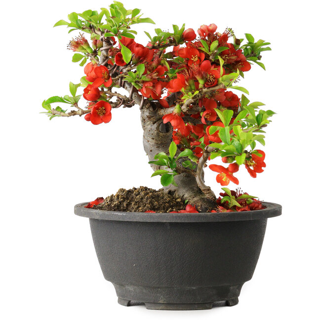 Chaenomeles speciosa, 16 cm, ± 25 años