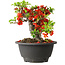 Chaenomeles speciosa, 16 cm, ± 25 años