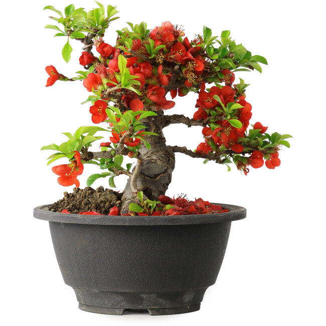 Chaenomeles speciosa, 16 cm, ± 25 years old