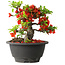 Chaenomeles speciosa, 16 cm, ± 25 years old