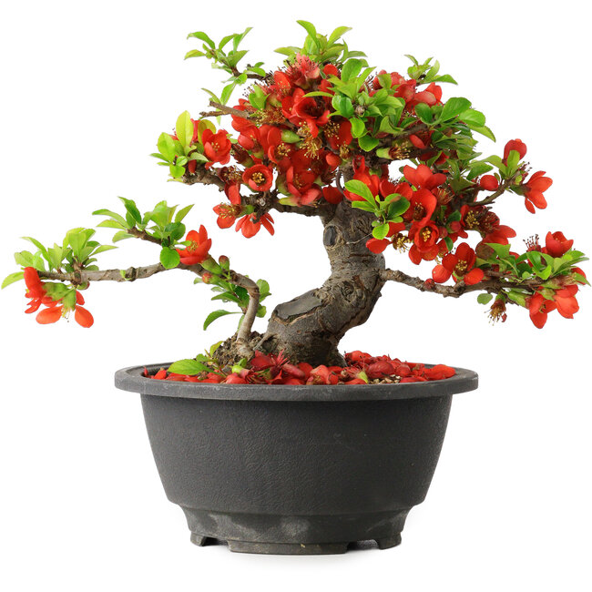 Chaenomeles speciosa, 16 cm, ± 25 years old