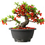 Chaenomeles speciosa, 16 cm, ± 25 años