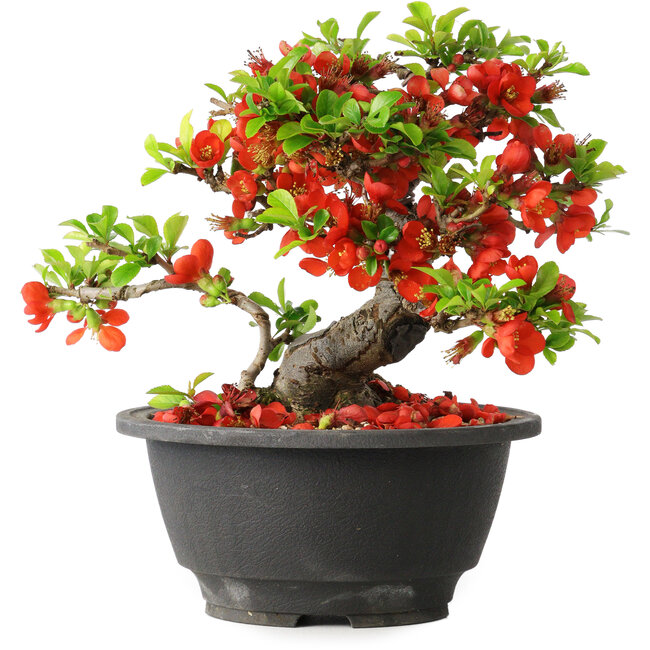Chaenomeles speciosa, 16 cm, ± 25 years old
