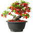 Chaenomeles speciosa, 16 cm, ± 25 years old