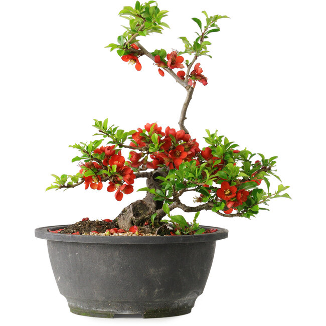 Chaenomeles speciosa, 24 cm, ± 25 years old