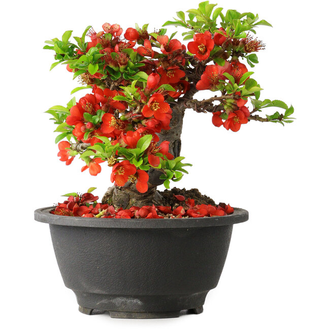Chaenomeles speciosa, 16 cm, ± 25 jaar oud