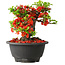 Chaenomeles speciosa, 16 cm, ± 25 años