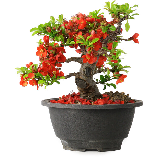 Chaenomeles speciosa, 16 cm, ± 25 años