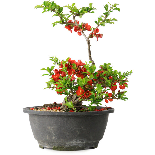 Chaenomeles speciosa, 24 cm, ± 25 años